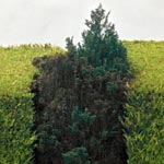David McCabe Landscapes